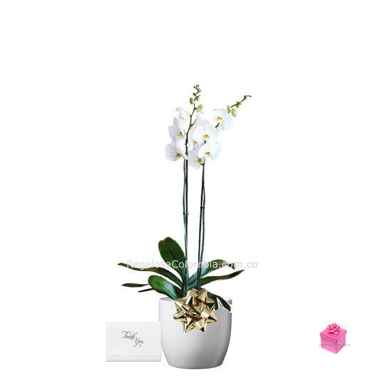 Enviar Orquídea Blanca a domicilio en Colombia. Bogotá, Cali, Medellín, Bucaramanga