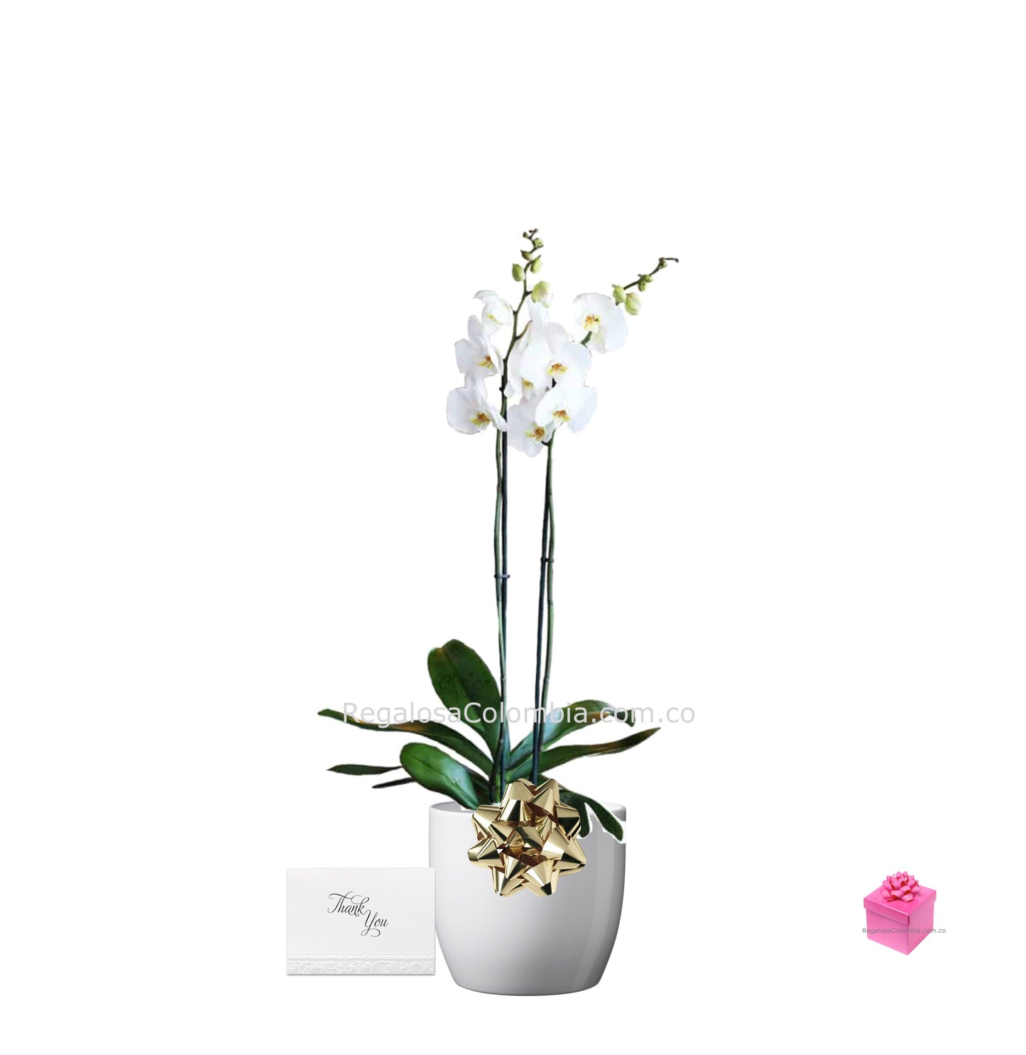 Enviar Orquídea Blanca a domicilio en Colombia. Bogotá, Cali, Medellín, Bucaramanga 